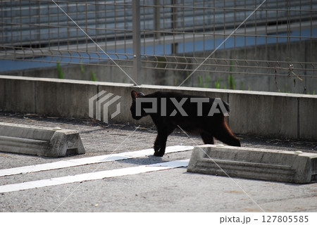 歩く野良猫 歩く野良猫 127805585