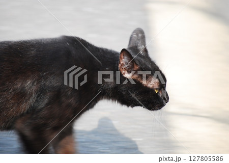 見つめる黒猫 見つめる黒猫 127805586