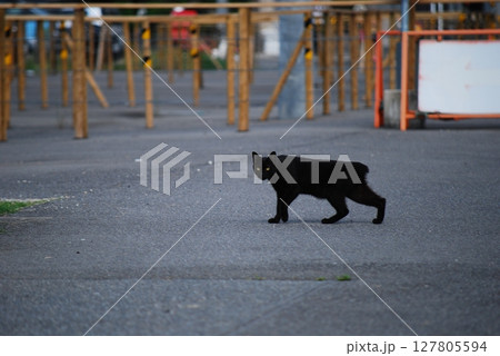 歩く野良猫 歩く野良猫 127805594