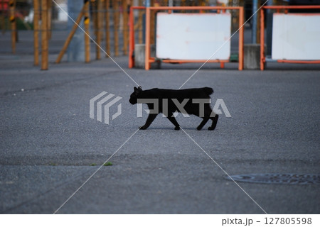 歩く野良猫 歩く野良猫 127805598