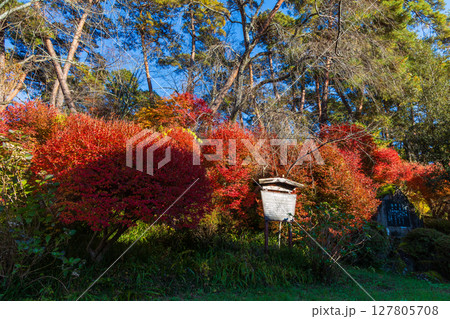 秋の長野県飯田市 紅葉の天龍峡 秋の長野県飯田市 紅葉の天龍峡 127805708