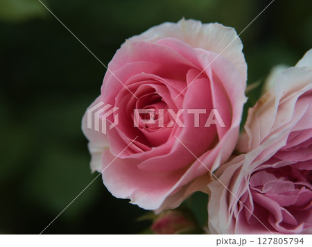 5月に美しく咲いたピンク色のバラ「アミ･ロマンティカ」 127805794