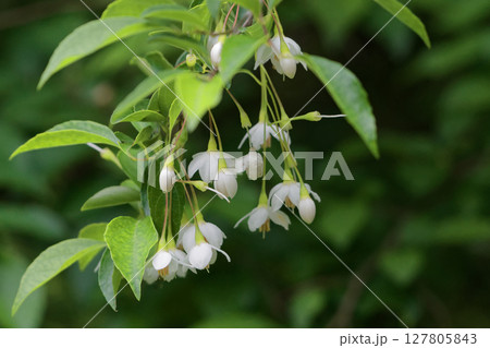 初夏の訪れ エゴノキの白い清楚な花 初夏の訪れ エゴノキの白い清楚な花 127805843