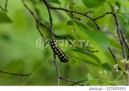 ハイノキ科サワフタギを採餌するシロシタホタルガ幼虫 ハイノキ科サワフタギを採餌するシロシタホタルガ幼虫 127805845