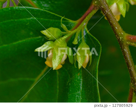 カキノキ科カキノキの花 127805929