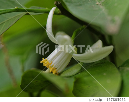 ナツミカンの花咲くころ 127805931