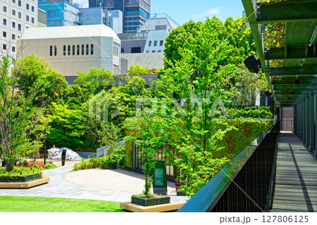 若葉と新緑の大名小学校 大名ガーデンシティ 若葉と新緑の大名小学校 大名ガーデンシティ 127806125