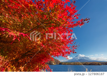 精進湖畔のモミジの紅葉と富士山 精進湖畔のモミジの紅葉と富士山 127806187