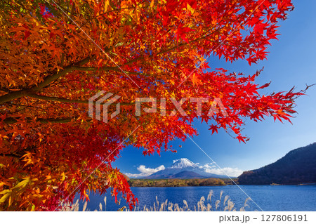 精進湖畔のモミジの紅葉と富士山 127806191