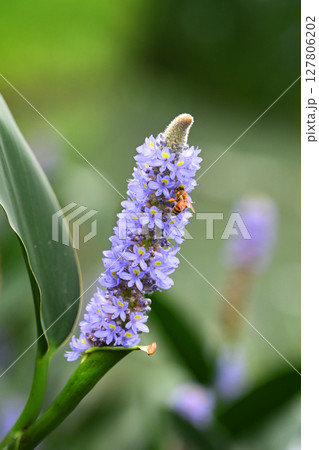 ポンテデリア コルダタ ナガバミズアオイ ピッケルウィード (Pontederia cordata) ポンテデリア コルダタ ナガバミズアオイ ピッケルウィード (Pontederia cordata) 127806202