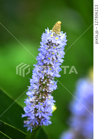 ポンテデリア コルダタ ナガバミズアオイ ピッケルウィード (Pontederia cordata) ポンテデリア コルダタ ナガバミズアオイ ピッケルウィード (Pontederia cordata) 127806213