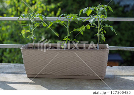 Homegrown tomato plants in balcony container Homegrown tomato plants in balcony container 127806480
