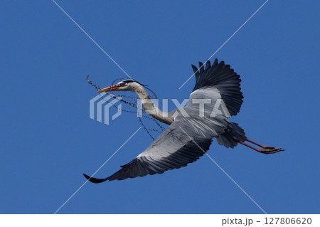 巣作りの枝を運ぶアオサギ 127806620