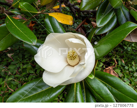 初夏に開花したタイサンボク（泰山木）の花 127806778