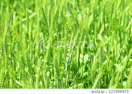五月の小麦 もち姫 127806973