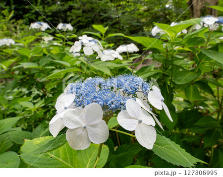 日陰に咲くガク咲きの紫陽花 127806995