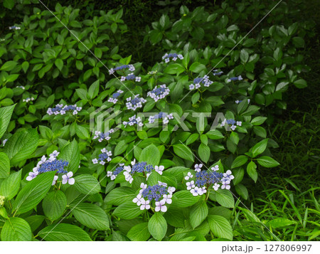 日陰に咲くガク咲きの紫陽花 127806997