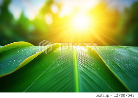 Raindrops Glimmering on Fresh Banana Leaves with Golden Sunlight in Soft Focus Background 127807048
