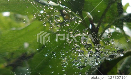 濡れた蜘蛛の巣 127807194