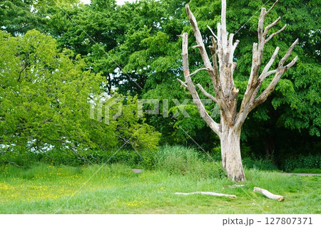 ハムステッドヒース 127807371