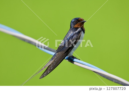 ツバメ swallow / Japan 127807720