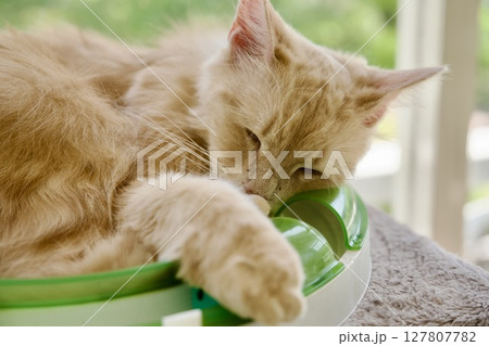 大分のアフリカンサファリのキャットサロンの猫 大分のアフリカンサファリのキャットサロンの猫 127807782