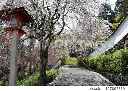 京都市 善峯寺の薬師堂白壁と満開枝垂桜 京都市 善峯寺の薬師堂白壁と満開枝垂桜 127807889