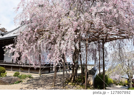 京都市 善峯寺の薬師堂の満開枝垂桜 京都市 善峯寺の薬師堂の満開枝垂桜 127807892