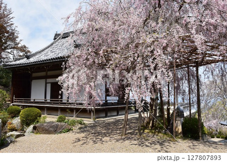 京都市　善峯寺の薬師堂の満開枝垂桜 127807893