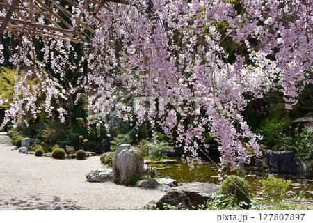 京都市 善峯寺薬師堂の池と満開枝垂桜 京都市 善峯寺薬師堂の池と満開枝垂桜 127807897