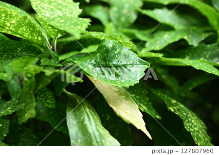 アオキ (フイリアオキ:aucuba japonica 水滴つき) アオキ (フイリアオキ:aucuba japonica 水滴つき) 127807960