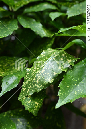 アオキ　(フイリアオキ：aucuba japonica 水滴つき) 127807961