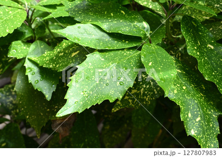 アオキ　(フイリアオキ：aucuba japonica 水滴つき) 127807983
