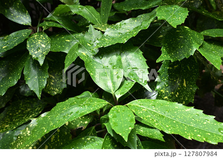 アオキ　(フイリアオキ：aucuba japonica 水滴つき) 127807984