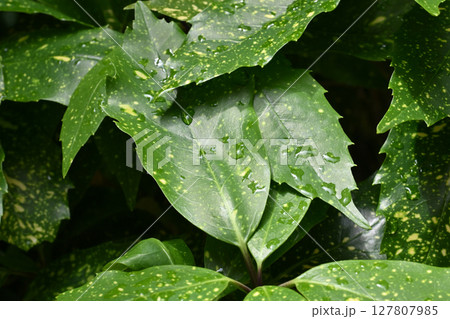 アオキ　(フイリアオキ：aucuba japonica 水滴つき) 127807985