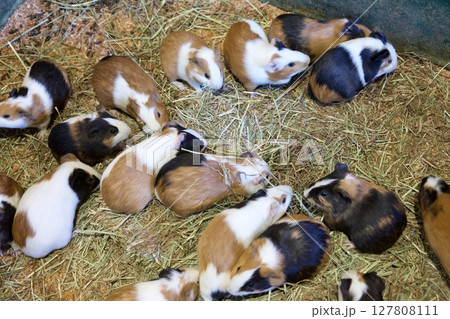 大分のアフリカンサファリのモルモット 127808111