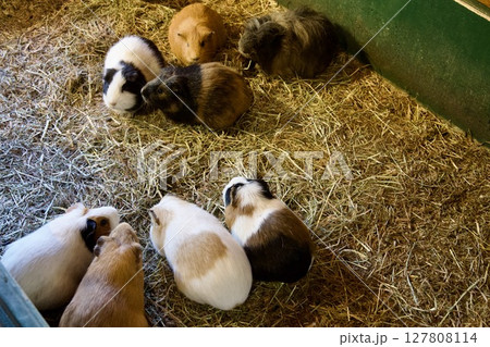 大分のアフリカンサファリのモルモット 127808114