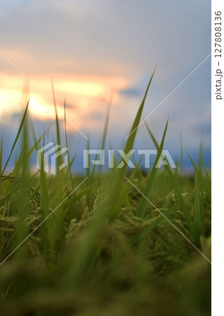 朝露に濡れた稲 127808136
