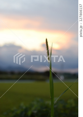 稲穂が出てる風景 稲穂が出てる風景 127808137