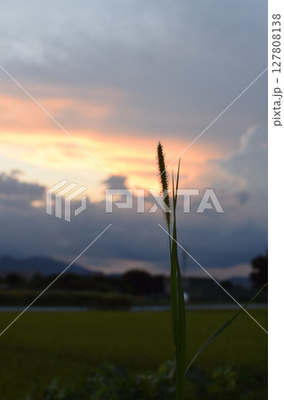 稲穂と山の間に見える夕日 127808138