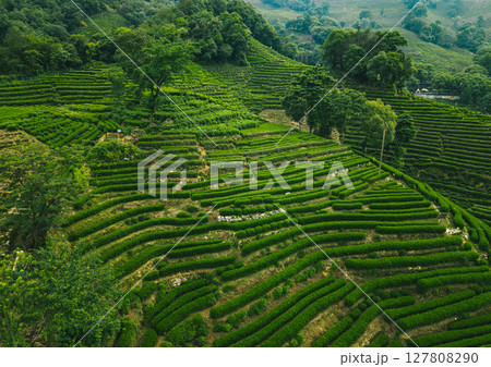 Aerial view of lush green tea plantation with terraced fields in the countryside during early morning light Aerial view of lush green tea plantation with terraced fields in the countryside during early morning light 127808290