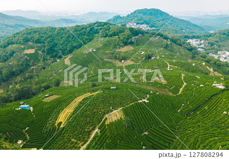 Aerial view of lush green tea plantation with terraced fields in the countryside during early morning light 127808294