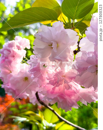 Beautiful cherry blossoms in full bloom during springtime in a vibrant garden showcasing nature's colors 127808323