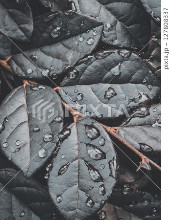 Dark leaves glisten with rainwater droplets in a serene natural setting during early morning hours Dark leaves glisten with rainwater droplets in a serene natural setting during early morning hours 127808337