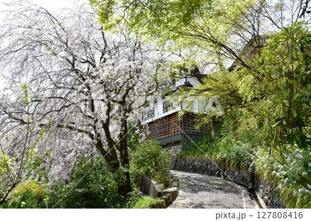 京都市 善峯寺桜あじさい苑の満開枝垂桜と散策路 京都市 善峯寺桜あじさい苑の満開枝垂桜と散策路 127808416