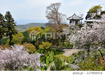 京都市　善峯寺桜あじさい苑の満開枝垂桜と散策路 127808418
