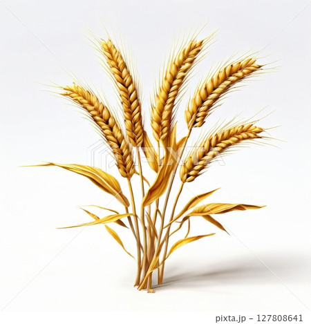 an AI Image Generator, Golden Wheat Stalks Isolated 127808641