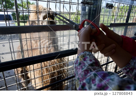 大分のアフリカンサファリのジャングルバスの餌やり 127808843