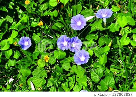 きれいな紫色のあさがお 127808857