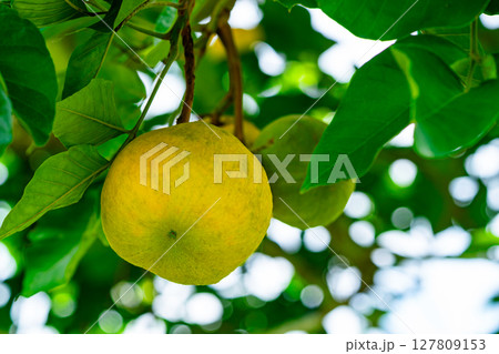 Closeup of ripe santol or sentul or cotton fruit hanging in the santol tree. Closeup of ripe santol or sentul or cotton fruit hanging in the santol tree. 127809153
